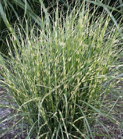 Japanese Silver Grass Bandwidth